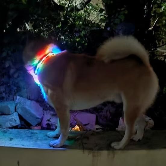 Light Up Dog Collars,LED Dog Collar Rechargeable Waterproof,2-in-1 Buckle Type Glow Collar for Medium Large Dogs,XS(Bohemian Orange)