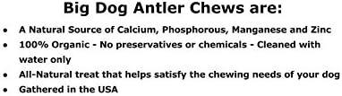 Elk Antler Dog Chew, Extra Large Tine, 8-12 inches, XL - Great for Large Dogs and Puppies