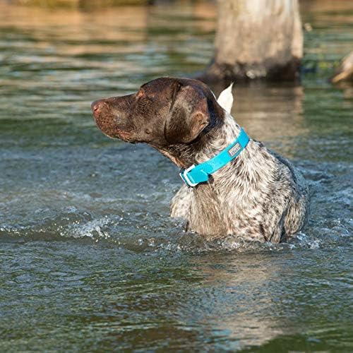 Terrain D.O.G. Brahma Webb Dog Collar