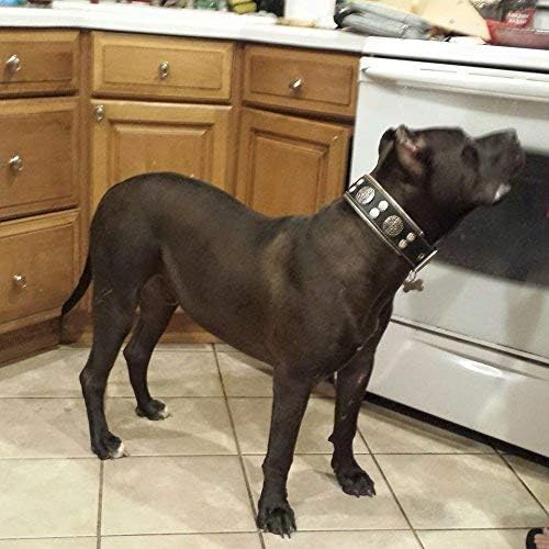 Bestia "Hektor Genuine Leather Dog Collar, Large Breeds, Cane Corso, Rottweiler, Boxer, Bullmastiff, Dogo, 100% Leather, Studded, L- XXL Size, 2.5 Inch Wide. Padded. Europe`s Fnest Dog Gear!