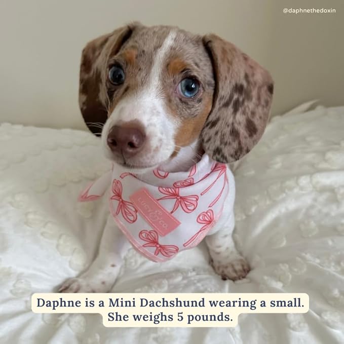 Lucy & Co. Ballet Bows Bandana - Durable Comfortable Dog Bandana - Machine Washable - Designer Puppy Accessory - Small White & Pink Bows