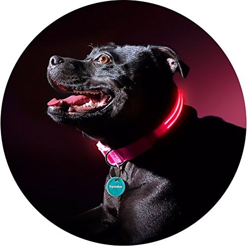 Squeaker LED Light up Dog Collar (Small 33-45cm (13-17"), Lava Red)