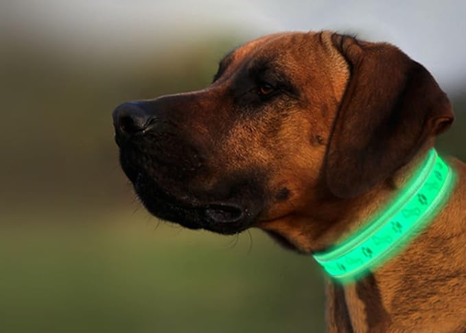 Pet Cat Dog Led Collar Flash Light Removable USB Rechargable with Wire Nylon Material for Night Walking Safety Warning (Green M)