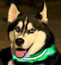 Green Light-Up LED Adjustable Pet Collar (Flashing or Steady Modes) - Rechargeable via USB Cable (Included) by Electronix Express (Large)