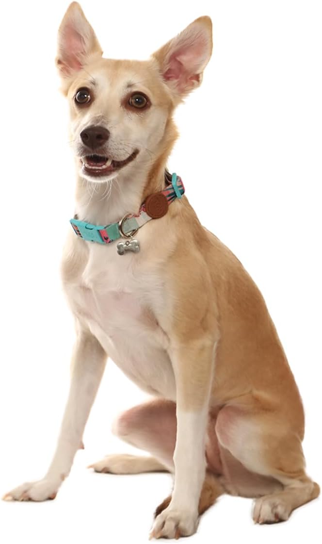 Adjustable Dog Collar with ID Tag – Soft Polyester, Quick Release Buckle – Durable, Waterproof, Cute Dog Collar – Puppy Collar, Stylish Pet Accessories (Laguna, XSmall)