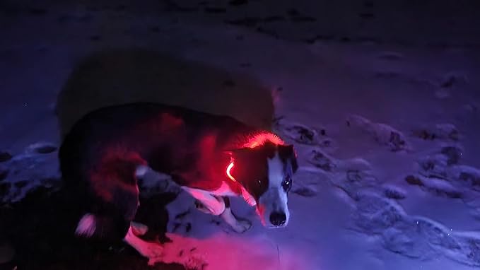 Glow Fetch It! HD Ultra Bright LED Safety Dog Collar, Adjustable, USB Rechargeable with 3 Modes, Water Resistant, Extremely Durable and Easy to Clean (Pink, Medium)