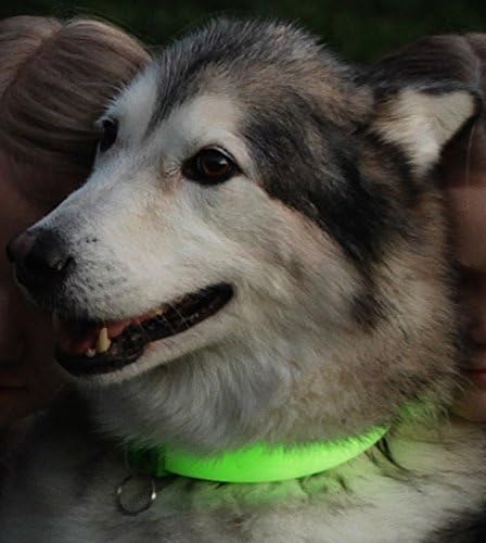 Davis Manufactruing FurEver Brite Glow in The Dark Pet Safety Collar, Medium to Large, Green, FB.SC-M