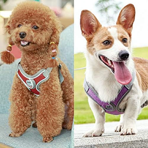 No pull dog camisole reflective small dog leash and collar Schnauzer pet cat walking training supplies Chihuahua S purple