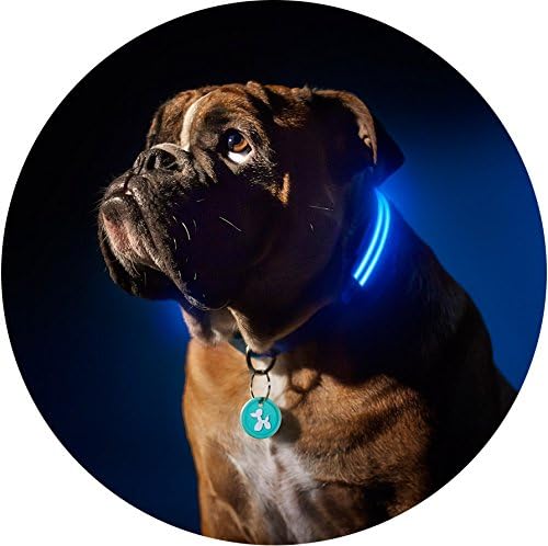 Squeaker LED Light up Dog Collar (Small 33-45cm (13-17"), Electric Blue)