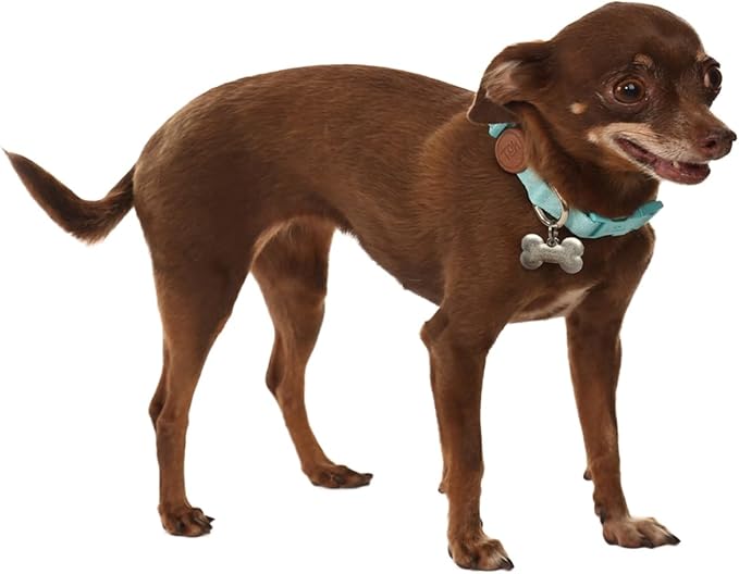 Adjustable Dog Collar with ID Tag – Soft Polyester, Quick Release Buckle – Durable, Waterproof, Cute Dog Collar – Puppy Collar, Stylish Pet Accessories (Maresia, Large)