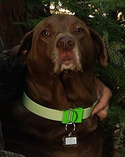 Davis Manufactruing FurEver Brite Glow in The Dark Pet Safety Collar, Medium to Large, Green, FB.SC-M