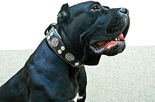 Bestia "Hektor Genuine Leather Dog Collar, Large Breeds, Cane Corso, Rottweiler, Boxer, Bullmastiff, Dogo, 100% Leather, Studded, L- XXL Size, 2.5 Inch Wide. Padded. Europe`s Fnest Dog Gear!