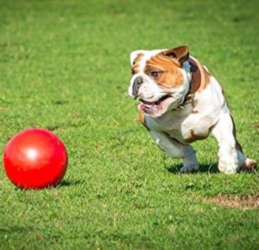 BOOMER BALL 6 inch, Virtually Indestructible Best Dog Toy, Boredom Busting Football, Tough & Durable Medium Dog Ball, Floats on Water, Great for Mental Stimulation & High Energy Dogs, Assorted Colours