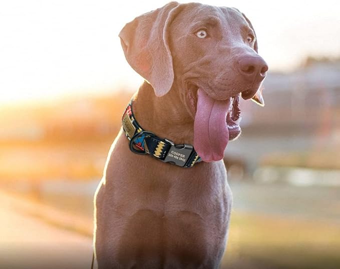Personalized Dog Collar Custom Puppy Pet Collar Pitbull Collars Pets Acessorios Products Small Dog Collar for Medium Large Pet Red M