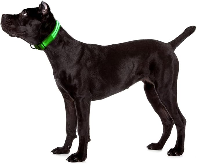LED Dog Collar - USB Rechargeable for Night Safety(Neno Green Color,Large Size)