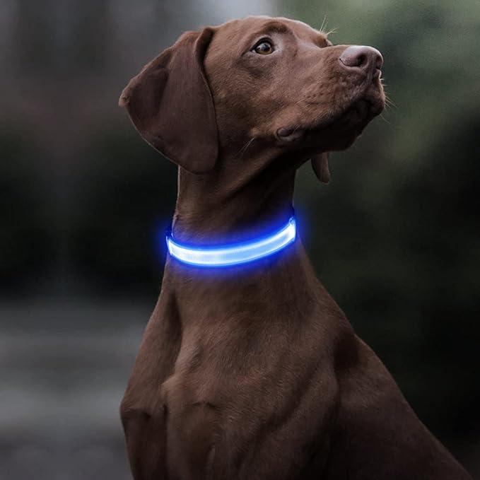 BSEEN Light Up Dog Collars - Reflective LED Dog Collar, Rechargeable Dog Glow Collar, Waterproof Glowing Dog Collar Lights for Night Walking (Royal Blue, Large)