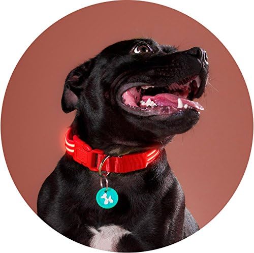 Squeaker LED Light up Dog Collar (Small 33-45cm (13-17"), Lava Red)