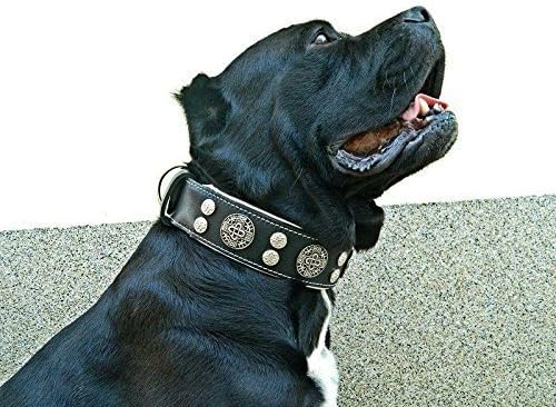 Bestia "Hektor Genuine Leather Dog Collar, Large Breeds, Cane Corso, Rottweiler, Boxer, Bullmastiff, Dogo, 100% Leather, Studded, L- XXL Size, 2.5 Inch Wide. Padded. Europe`s Fnest Dog Gear!