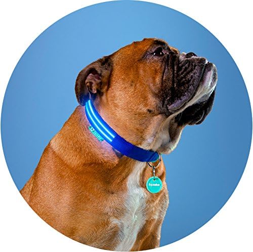 Squeaker LED Light up Dog Collar (Small 33-45cm (13-17"), Electric Blue)