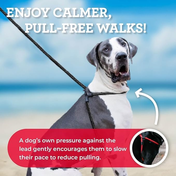 Harness Lead No Pull Dog Harness and Leash Set, Anti Pull Dog Harness, One-Piece Cushioned Rope Safely Prevents Escaping and Pulling *New Insert is Removable (Extra Large, Black Reflective)