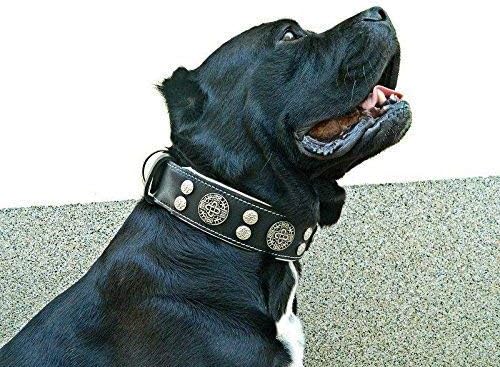 Bestia "Hektor Genuine Leather Dog Collar, Large Breeds, Cane Corso, Rottweiler, Boxer, Bullmastiff, Dogo, 100% Leather, Studded, L- XXL Size, 2.5 Inch Wide. Padded. Europe`s Fnest Dog Gear!