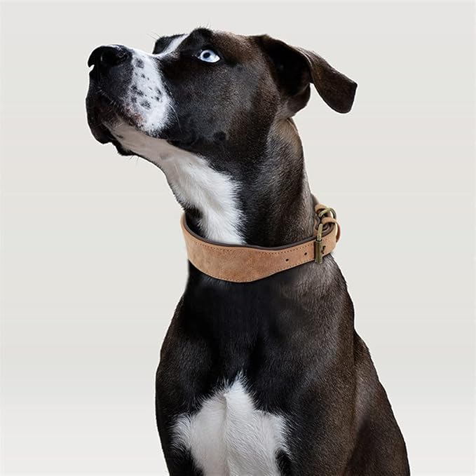 Wide Leather Dog Collar Padded Pet Collars Dog Collar for Medium Large Dogs Pitbull Bulldog German Shepherd 2XL (Brown XX)