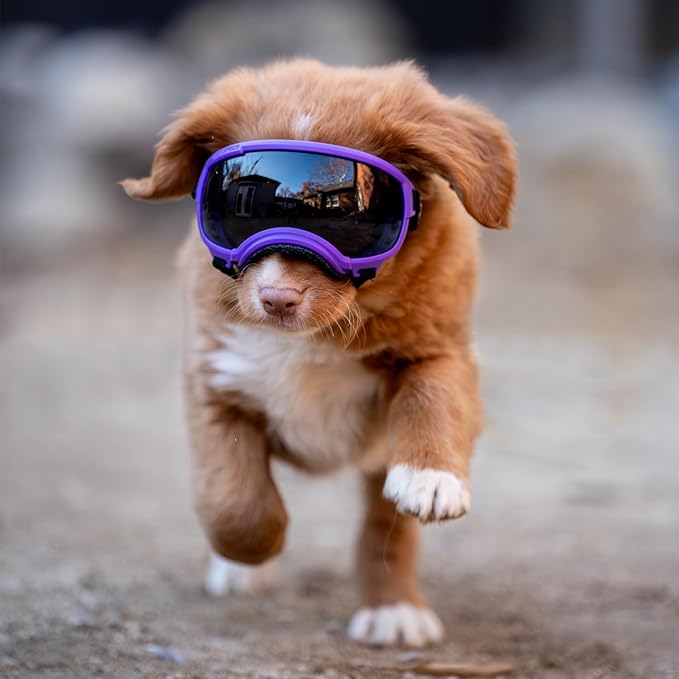 Rex Specs V2 Dog Goggles (Small, Pike Purple)