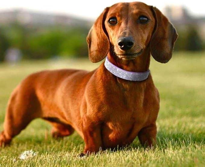 Puppy Dog Collar with Rhinestone Bow Knot Crystal Diamond Colorful Bling Girl Cat Collars XS Small Medium Large
