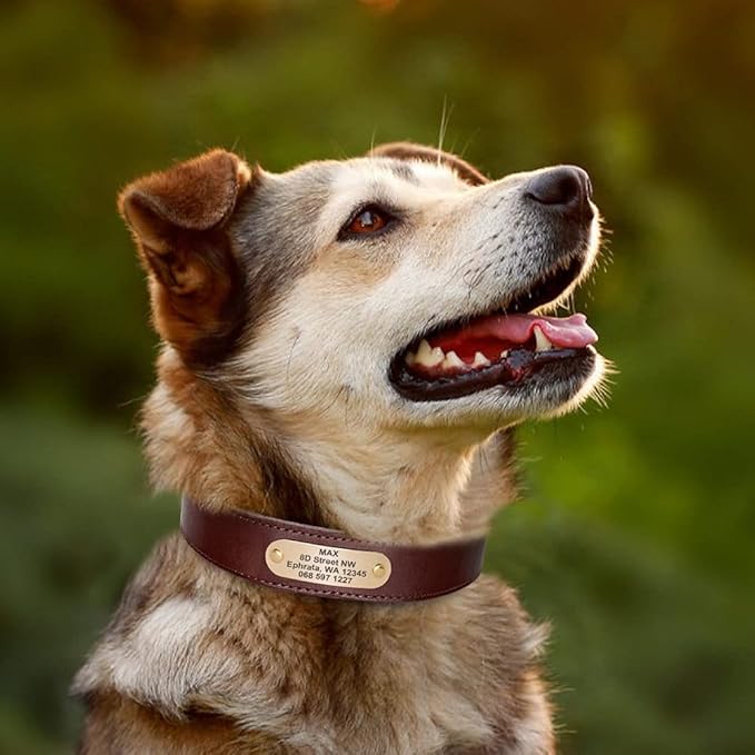 Custom Leather Dog Collar for Small Medium Large Dogs Pitbull Personalized Fashion Genuine Leather ID Collar with Name Plate Brown XL