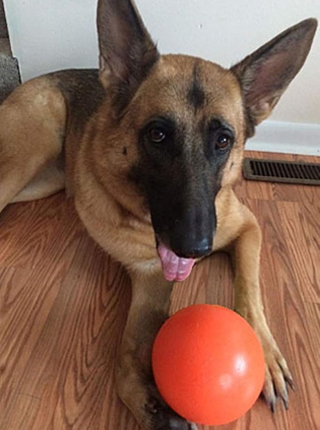 Doggie Dooley Virtually Indestructible Best Ball for Dogs, 6-inch, Assorted Colors