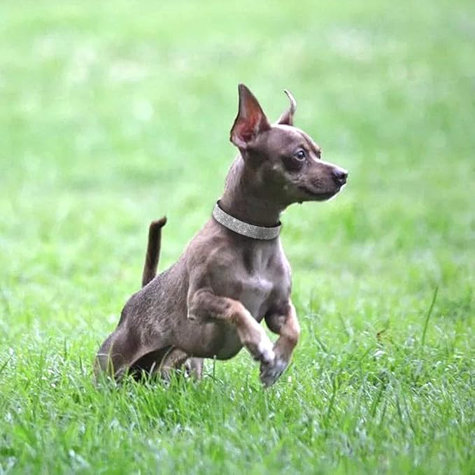 Cute Dog Collar with Bling Rhinestone, Fancy Crystal Diamond Glitter Pretty Jewel Soft Cat Collars for Small Medium Large Breed Dogs Girl Female Pet Puppy Kitten Terrier (S, Hot Pink)