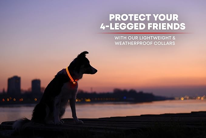 ILLUMISEEN LED Dog Collar USB Rechargeable - Bright & High Visibility Lighted Glow Collar for Pet Night Walking - Weatherproof, in 6 Colors & 6 Sizes (Orange X-Large)