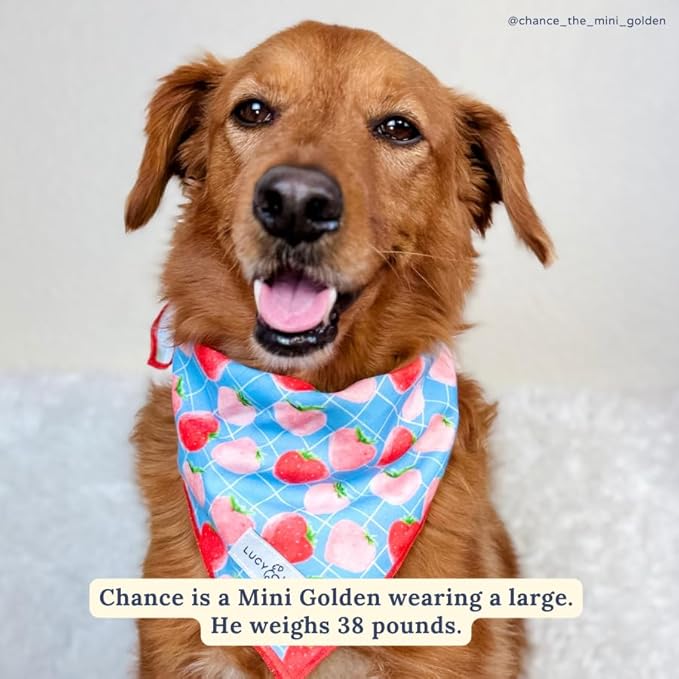 Lucy & Co. Fresh Berries Bandana - Durable Comfortable Dog Bandana - Machine Washable - Designer Puppy Accessory - Large Blue Strawberries