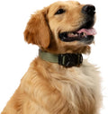 Embark Adventure Pro Dog Collar – Heavy Duty Tactical Dog Collar Stylish & Durable Nylon Dog Collar for Large Dogs, Small Dogs & Medium Dogs. Strong Buckles for Any Size Breed (Small, Green)