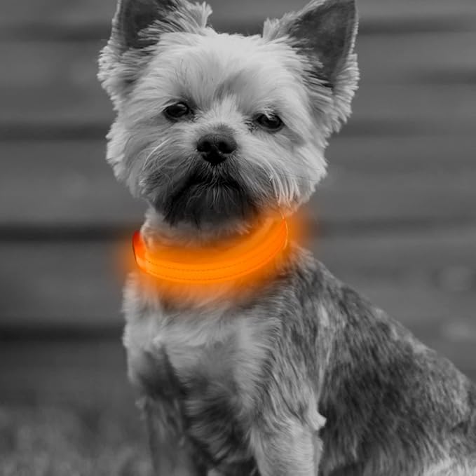 BSEEN Light Up Dog Collar, Rechargeable LED Dog Collar Glowing Cat Collars Reflective Puppy Collar Safety Dog Lights for Night Walking(Orange, XS)