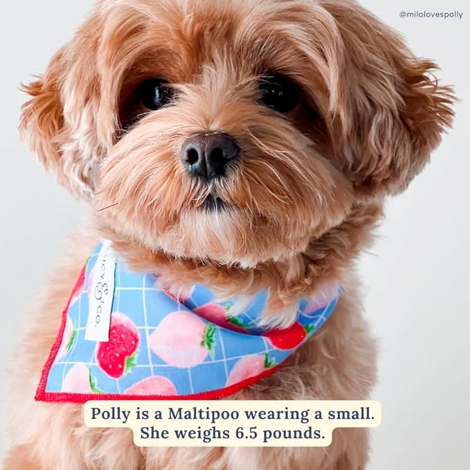 Lucy & Co. Fresh Berries Bandana - Durable Comfortable Dog Bandana - Machine Washable - Designer Puppy Accessory - Large Blue Strawberries