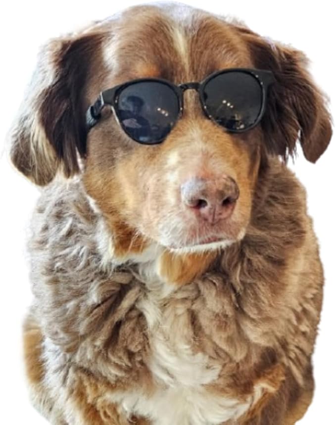 G006 Dog Pet Costume Retro 80s Sunglasses Adjustable for Medium Breed 20-40 lbs Party Prop Cosplay Photoshoot (Panto Black)