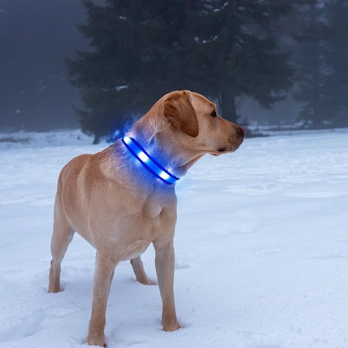 Illumifun Light Up Dog Collar, USB Rechargeable LED Dog Collar Glow in The Dark, Reflcetive Safety Glow Collar for Dogs Walking at Night (Small, Light Blue)