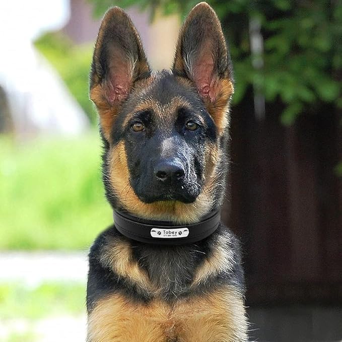 Large Dog Collar Genuine Leather Dog Collar Personalized Pet Name ID Collar Padded Customized for Medium Large Dogs Black M