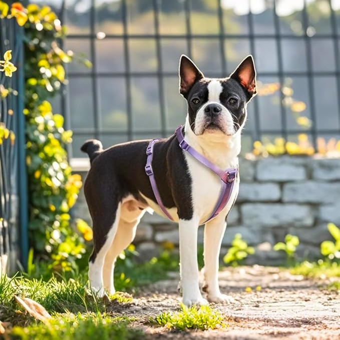TSPRO Lightweight Dog Vest Harness Adjustable Harness Breathable Durable Quick Release Dog Harness for Medium Dog Walking (Pink-Purple Gradient, Size 2)