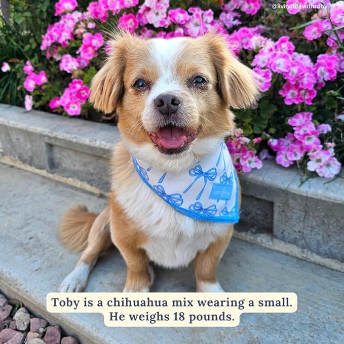 Lucy & Co. Bowwow Wow! Bandana -Designer Puppy Accessory. 100% Polyester. Soft, Stylish and Appropriate for Any Occasion. Machine Washable (Blue Bows)