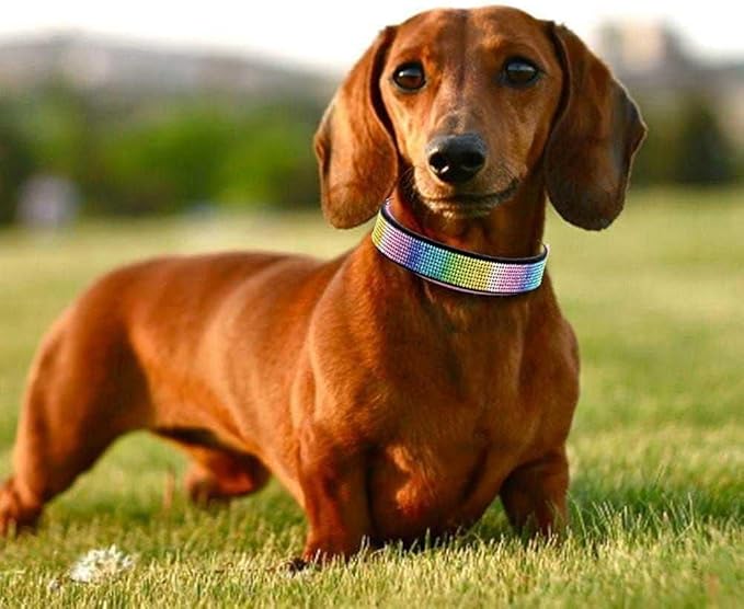 Rhinestone Dog Collar, Cute Dazzling Sparkling Soft Suede Leather Dog Cat Rhinestone Collar Crystal Diamond Pet Dog Puppy Collar (M, Black-3), Medium