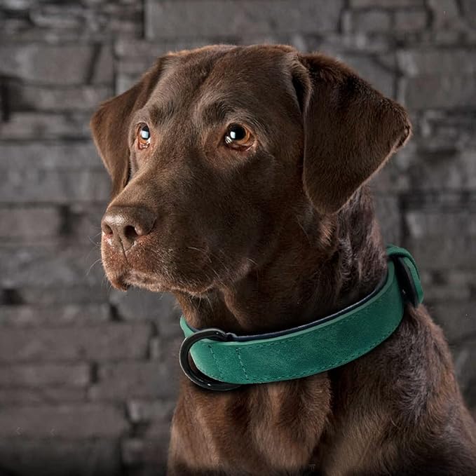 Genuine Leather Large Dog Collar Padded Durable Dog Collars Real Leather Collar for Large Dog Rottweiler Labrador Pitbull Green XXL