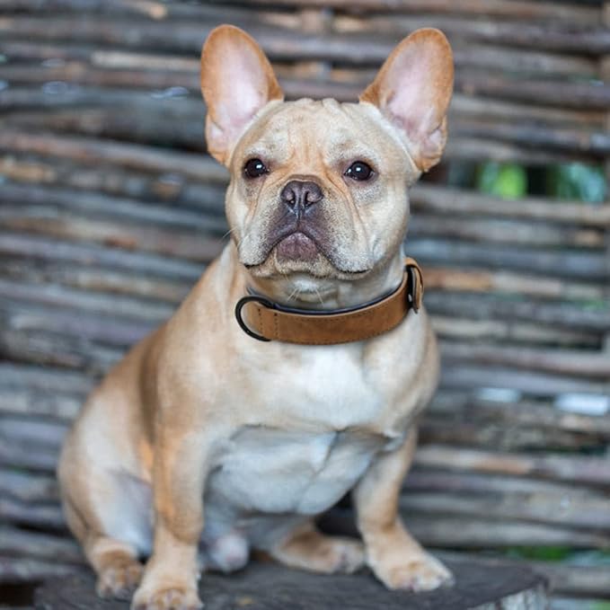 Genuine Leather Large Dog Collar Padded Durable Dog Collars Real Leather Collar for Large Dog Rottweiler Labrador Pitbull Coffee S