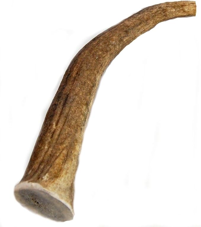 Elk Antler Dog Chew, Extra Large Tine, 8-12 inches, XL - Great for Large Dogs and Puppies