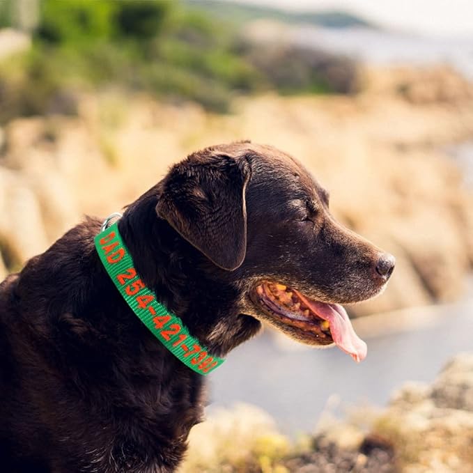 Custom Dog Collar Personalized Embroidery Cat Puppy Collar Nylon Pet Collars Engrave DIY Phone Name ID for Small Big Large Dog Green L