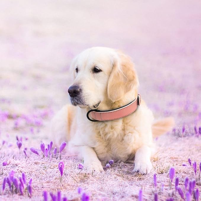 Genuine Leather Large Dog Collar Padded Durable Dog Collars Real Leather Collar for Large Dog Rottweiler Labrador Pitbull Pink XL