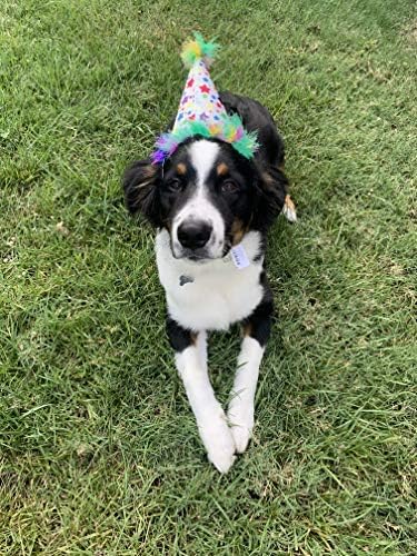 Huxley & Kent Pet Party Hat for Dogs & Cats - Fun Birthday Hat with SnugFit Adjustable Straps - Comfy Pet Costume Accessory for Parties, Gotcha Days & Celebrations - Superstar, Large