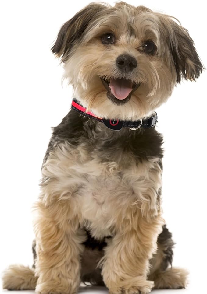 VALICLUD Rechargeable LED Pet Collar 50cm Red Luminous Dog Collar with USB Charging 3 Flashing Modes for Medium Dogs Like Small Breed Golden Retriever Bichon
