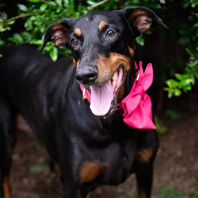 Maca Bates Hot Pink Dog Collar with Cute Rose Red Solid Sailor Bow Tie,Small Girl Boy Dogs,Girly Adjustbale Durable Breakaway Soft Collars with Bowtie for Female Male Puppy,Pet with Metal Buckle